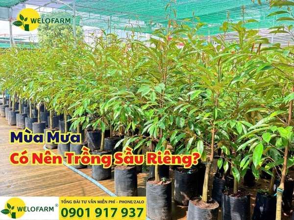 🌳 Có Nên Trồng Sầu Riêng Vào Mùa Mưa? ⛈ 