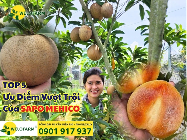 🌳 TOP 5 ƯU ĐIỂM VƯỢT TRỘI CỦA SAPO MEHICO 