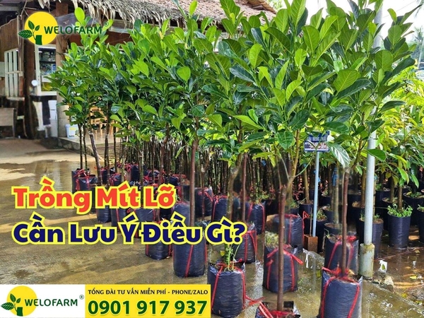 🌱 Trồng Mít Lỡ – Bà Con Cần Lưu Ý Gì?