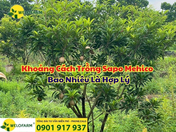 ⚡ Khoảng Cách Trồng Sapo Mehico Hợp Lý