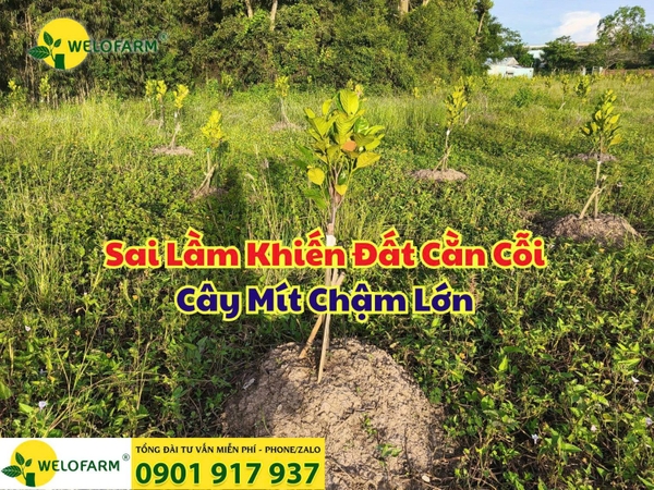 ⚡ Sai Lầm Khiến Đất Cằn Cỗi – Cây Mít Chậm Lớn