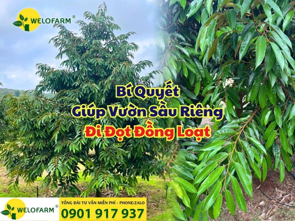 🌱 Bí Quyết Giúp Vườn Sầu Riêng Đi Đọt Đồng Loạt