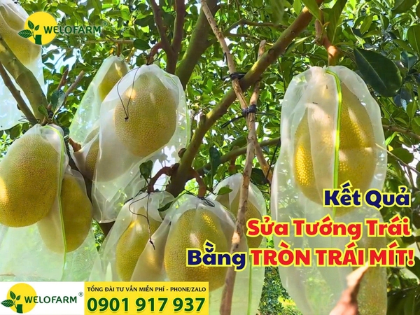 ⚡ Kết Quả Sửa Tướng Trái Bằng TRÒN TRÁI MÍT!