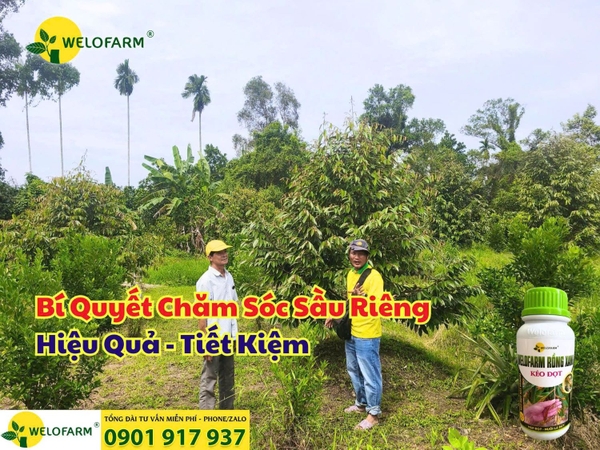 🌿 Bí Quyết Chăm Sóc Sầu Riêng Hiệu Quả - Tiết Kiệm