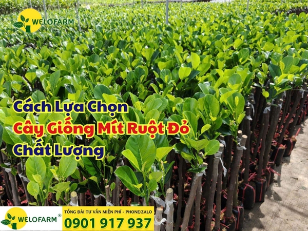 🌱 Cách Chọn Cây Giống Mít Ruột Đỏ Chất Lượng