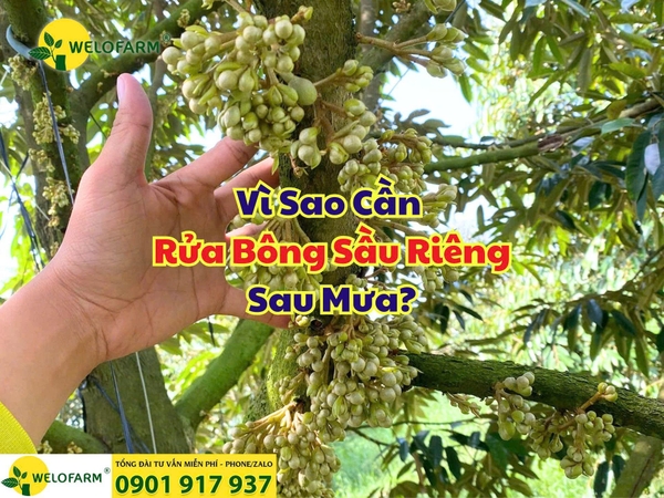 VÌ SAO NÊN RỬA BÔNG SẦU RIÊNG KHI GẶP MƯA?