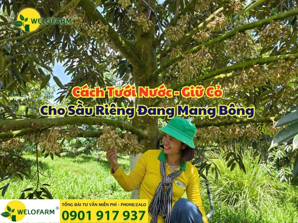 Cách Tưới Nước Và Giữ Cỏ Cho Sầu Riêng Giai Đoạn Nuôi Bông, Nuôi Trái