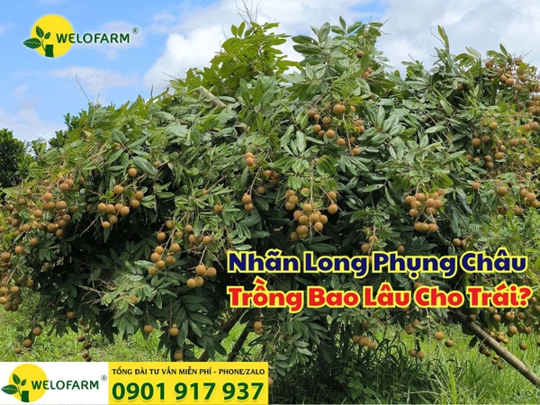 🌱 NHÃN LONG PHỤNG CHÂU Trồng Bao Lâu Cho Trái?