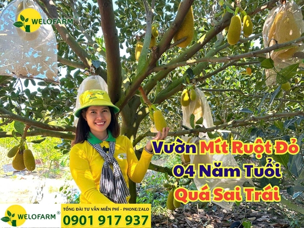 ✨ Vườn Mít Ruột Đỏ 04 Năm Tuổi – Quá Sai Trái
