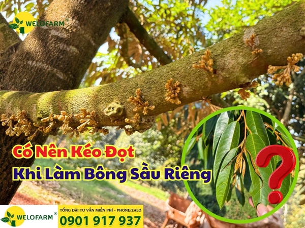 🌱 Có Nên Kéo Đọt Khi Làm Bông Sầu Riêng?