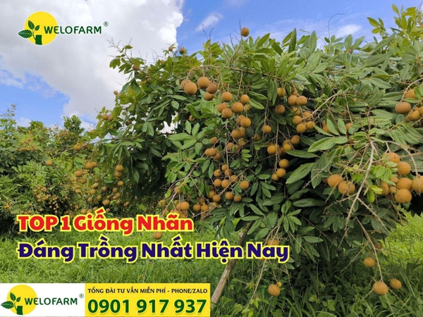 TOP 1 Giống Nhãn Đáng Trồng Nhất Hiện Nay