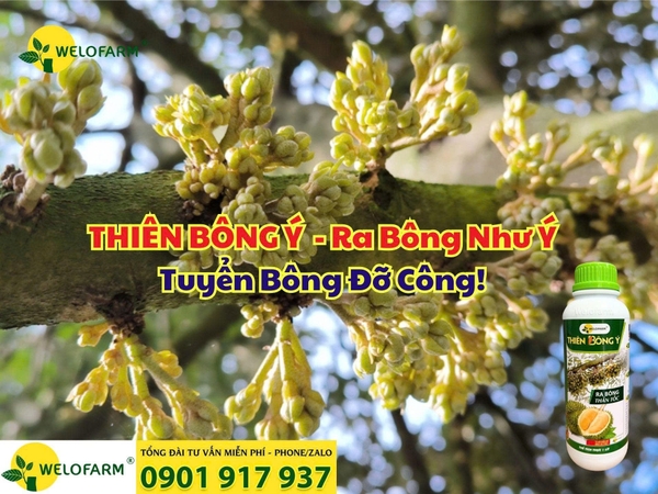 ✨ THIÊN BÔNG Ý – Ra Bông Như Ý – Tuyển Bông Đỡ Công!