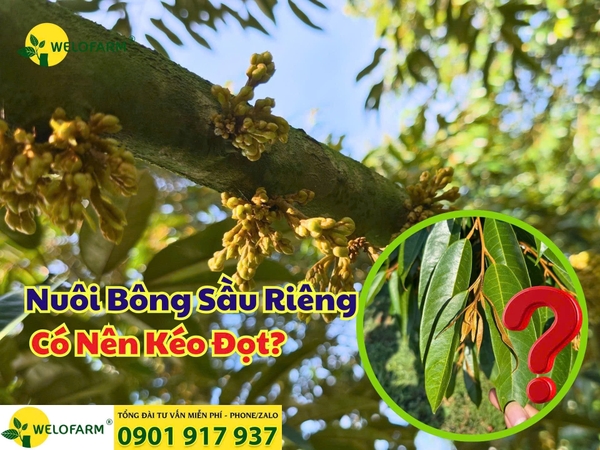 🌱Nuôi Bông Sầu Riêng Có Nên Kéo Đọt Không?