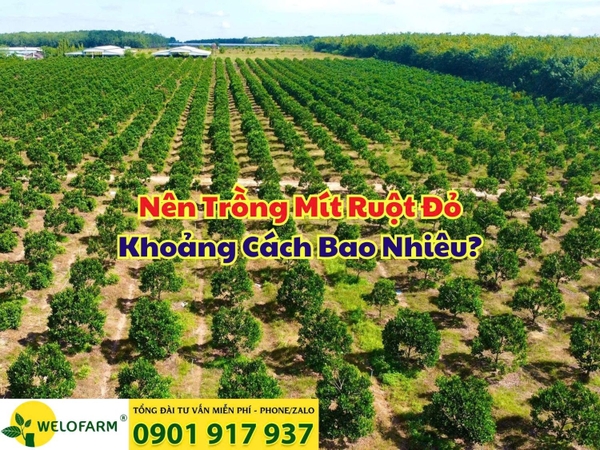 🌱 Khoảng Cách Trồng Mít Ruột Đỏ Hợp Lý Tại Tây Ninh