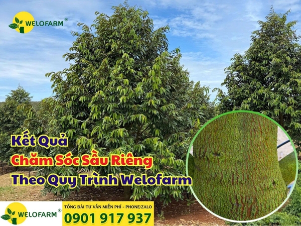🌳 Thăm Vườn Sầu Riêng Chăm Sóc Theo Quy Trình Hữu Cơ Welofarm