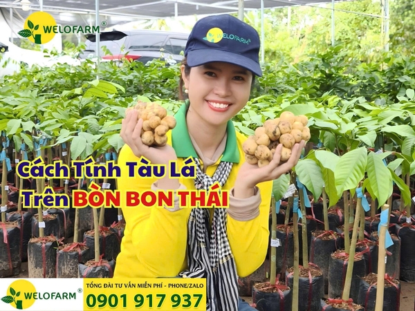 🌿 Cách Tính Tàu Lá Trên Bòn Bon Thái