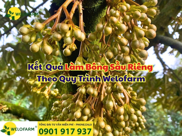🌸 KẾT QUẢ LÀM BÔNG SẦU RIÊNG THEO QUY TRÌNH WELOFARM