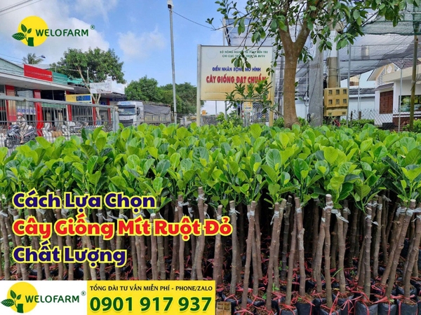🌱 Cách Chọn Cây Giống Mít Ruột Đỏ Chất Lượng