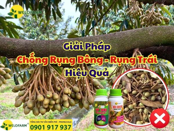 🌸 Tất Tần Tật Cách Chống Rụng Bông – Rụng Trái Sầu Riêng