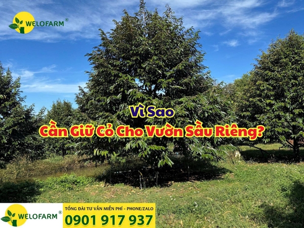 ❓ VÌ SAO CẦN GIỮ CỎ CHO VƯỜN SẦU RIÊNG