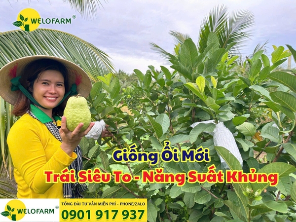 ⚡ Khám Phá Giống Ổi Mới – Trái Siêu To, Năng Suất Khủng