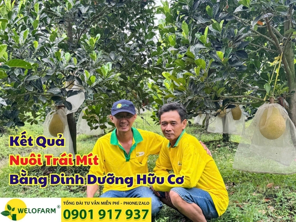✨ KẾT QUẢ NUÔI TRÁI MÍT BẰNG DINH DƯỠNG HỮU CƠ