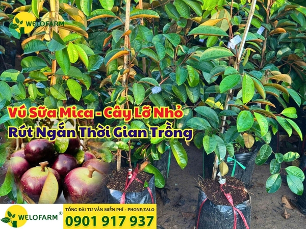 🌱 VÚ SỮA TÍM MICA – HÀNG CÂY LỠ NHỎ