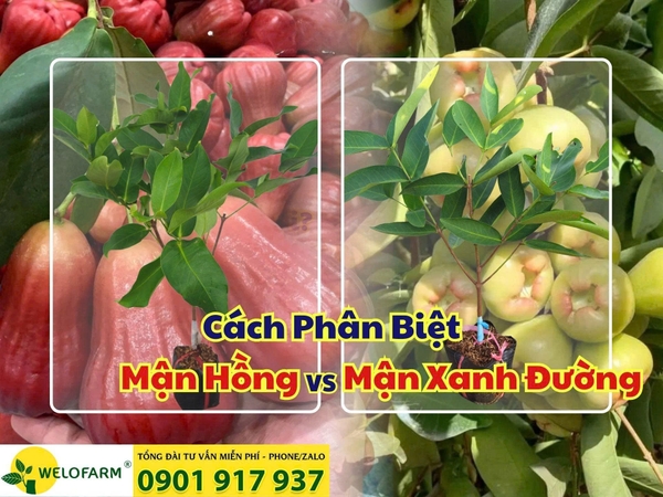 ⚡ Cách Phân Biệt Mận Hồng Và Mận Xanh Đường