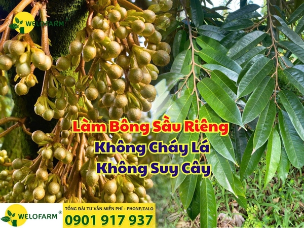 🌸 Làm Bông Sầu Riêng Theo Quy Trình Welofarm – Không Cháy Lá, Không Suy Cây 🌿 