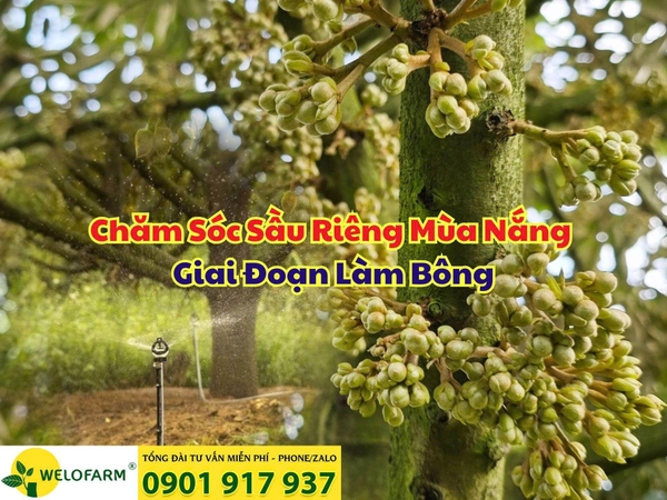 ⚡ Chăm Sóc Sầu Riêng Mùa Nắng – Giai Đoạn Làm Bông