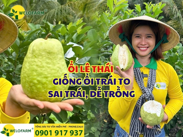 🌱 ỔI LÊ THÁI – GIỐNG ỔI TRÁI TO, SAI TRÁI, DỄ TRỒNG