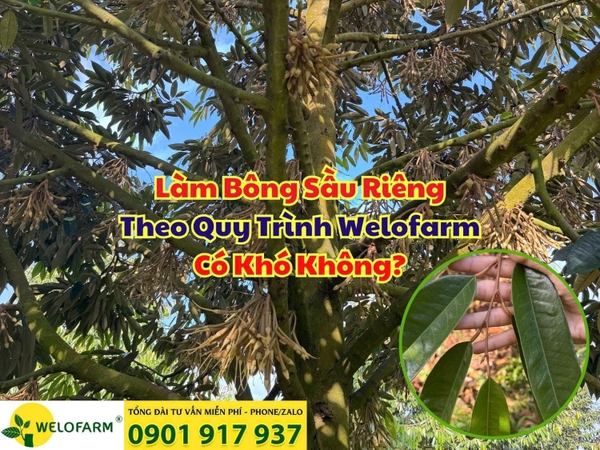 🌸 Làm Bông Theo Quy Trình Welofarm Có Khó Không?