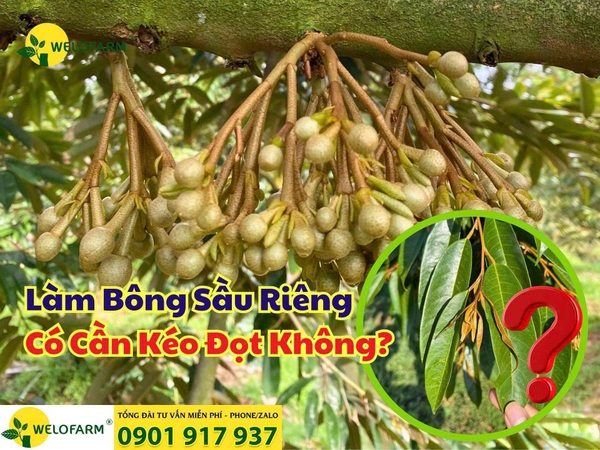 🌸 Làm Bông Sầu Riêng Với Welofarm Có Cần Kéo Đọt Không?