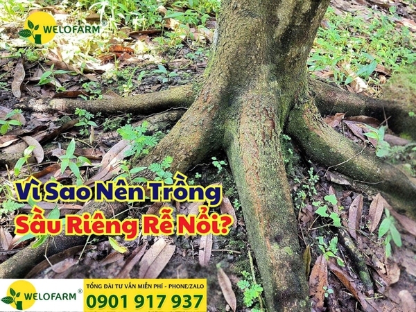 ❓ Vì Sao Nên Trồng Sầu Riêng Rễ Nổi?