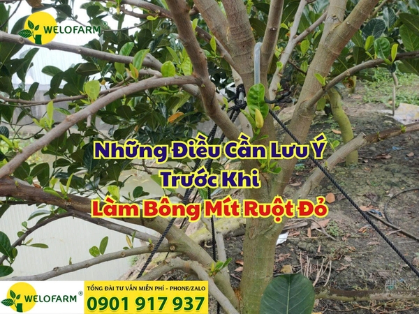 ✨Những Điều Cần Lưu Ý Trước Khi Làm Bông Mít Ruột Đỏ
