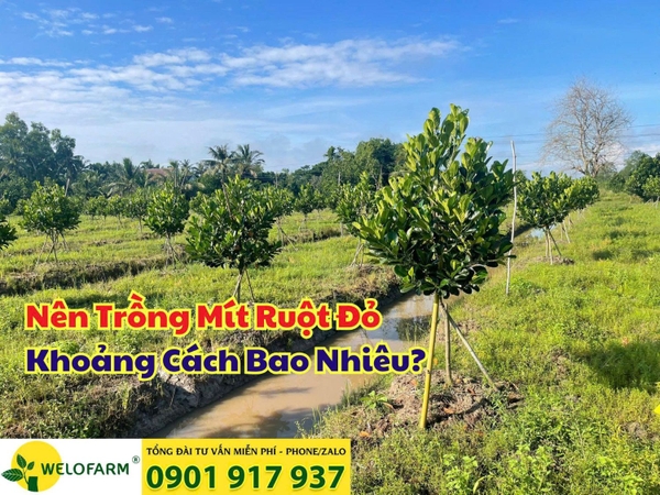 ⚡ KHOẢNG CÁCH TRỒNG MÍT RUỘT ĐỎ HỢP LÝ TẠI MIỀN TÂY