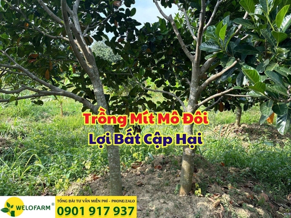 ⚡ TRỒNG MÍT MÔ ĐÔI – LỢI BẤT CẬP HẠI