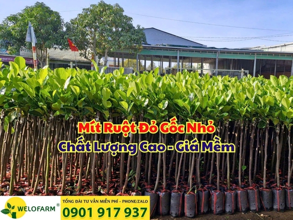 🌱 CÂY GIỐNG MÍT RUỘT ĐỎ GỐC NHỎ - CHẤT LƯỢNG CAO – GIÁ MỀM