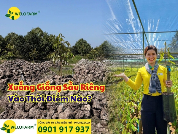 ⚡ Nên Xuống Giống Sầu Riêng Vào Thời Điểm Nào?