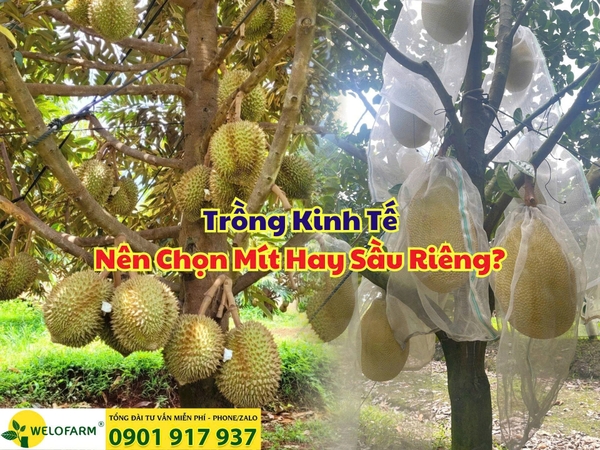 ⚡ TRỒNG KINH TẾ – NÊN CHỌN MÍT HAY SẦU RIÊNG?