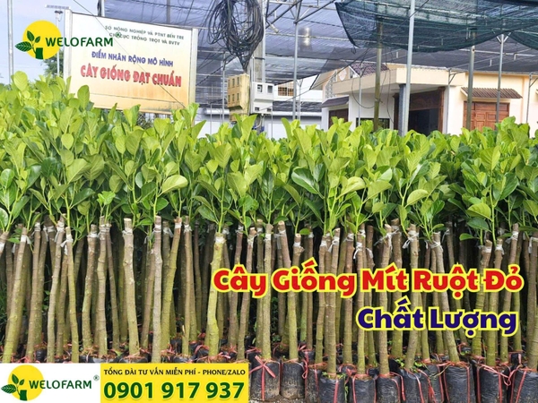 🌱 CÂY GIỐNG MÍT RUỘT ĐỎ CHẤT LƯỢNG – XẢ NẮNG ĐẦY ĐỦ ☀