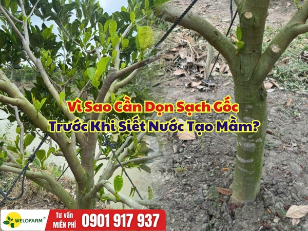 ⚡ Làm Bông Mít Nghịch Vụ: Vì Sao Phải Dọn Sạch Gốc Trước Khi Siết Nước?
