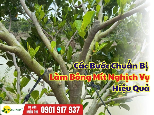 ⚡ Các Bước Chuẩn Bị Để Làm Bông Mít Nghịch Vụ Hiệu Quả