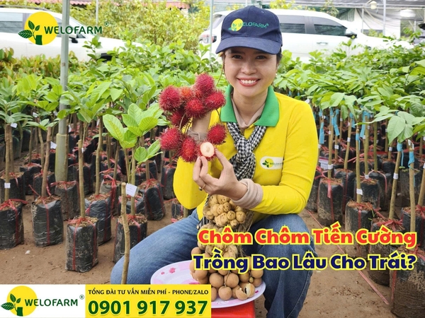 🌱 Chôm Chôm Tiến Cường Trồng Bao Lâu Cho Trái?