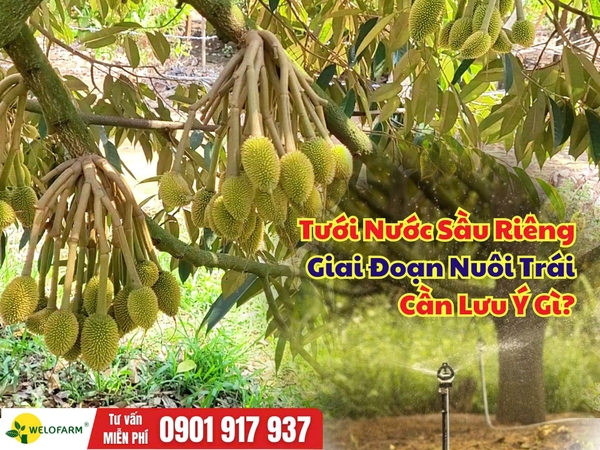 💧 Cách Tưới Nước Cho Sầu Riêng Giai Đoạn Nuôi Trái