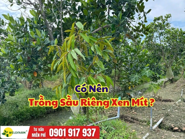 ⚡ Có Nên Trồng Sầu Riêng Xen Mít Không?