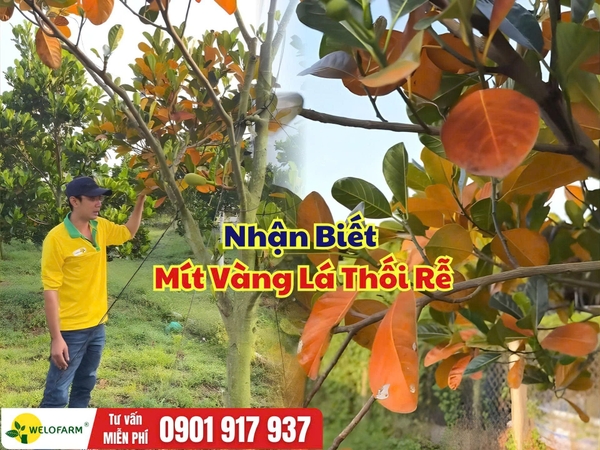 ⚡ Nhận Biết Mít Vàng Lá Thối Rễ