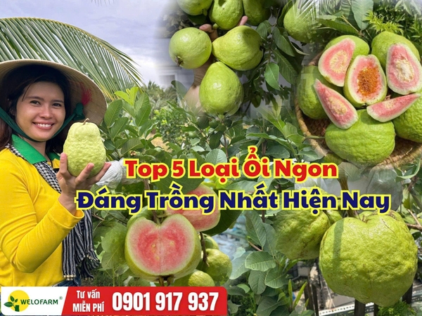 ⚡ Top 5 Loại Ổi Ngon, Đáng Trồng Nhất Hiện Nay