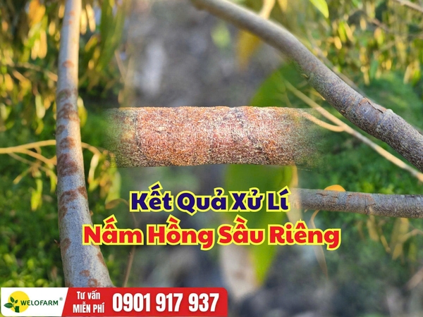 ⚡ Kết Quả Xử Lí Nấm Hồng Sầu Riêng
