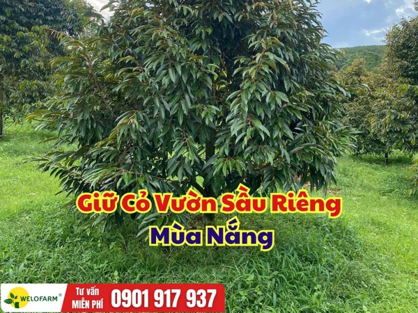 🌱 Giữ Cỏ Vườn Sầu Riêng Mùa Nắng Sao Cho Đúng?